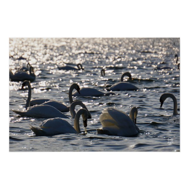 Zwanen in een groep op het water met glinsterend z poster (Vorderseite)