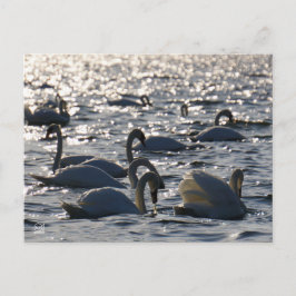 Zwanen in een groep op het water met glinsterend z postkarte