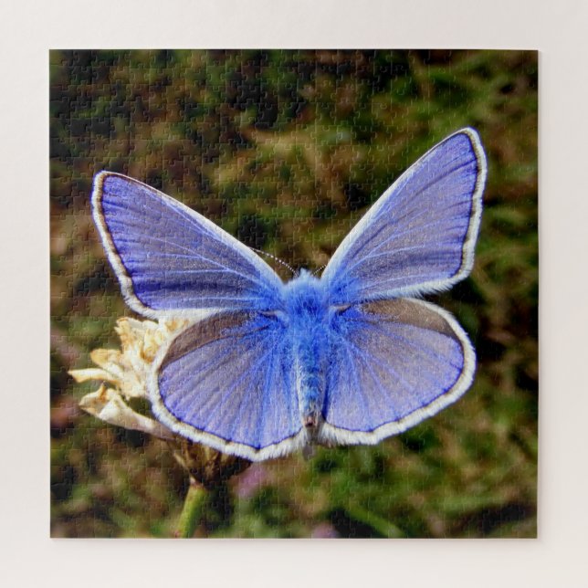 Zwarf Blue Butterfly Puzzle (Vertikal)