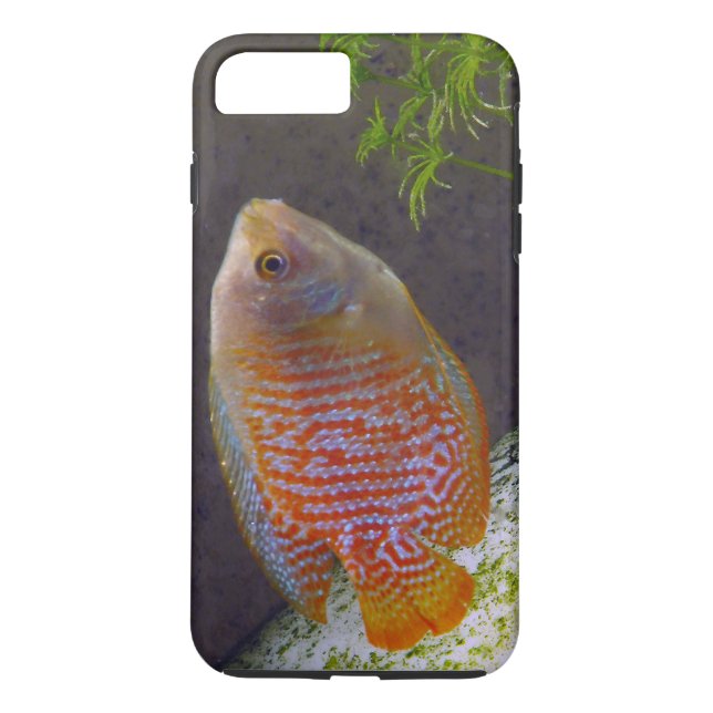 Zwarf Gourami Fish Case-Mate iPhone Hülle (Rückseite)
