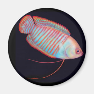 Zwarf Gourami Tropical Fish Magnet