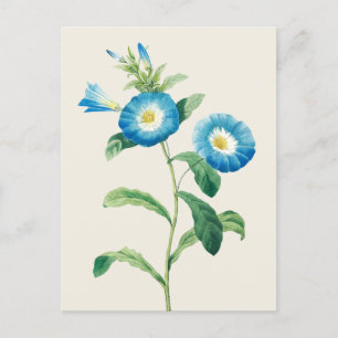 Zwarf Morning Glory von Pierre Joseph Redoute Postkarte