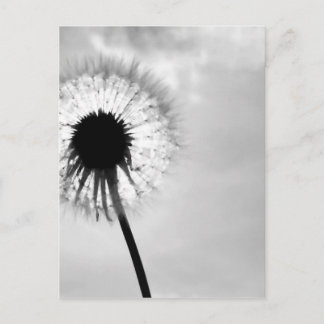 Zwart mit Paardebloem Black und White Dandelion Postkarte