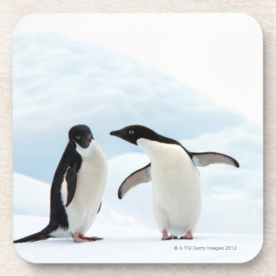 Zwei Adelie-Pinguine, die auf einem Blatt des Getränkeuntersetzer