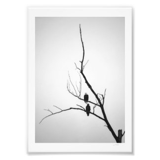 Zwei Adler Fotodruck