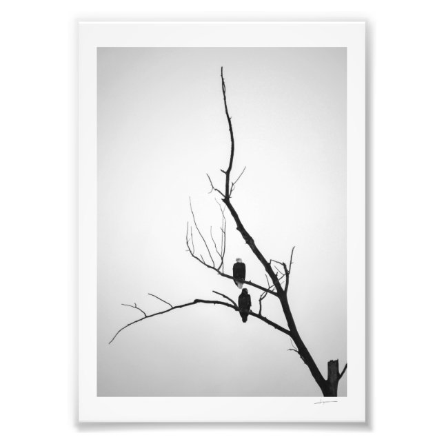 Zwei Adler Fotodruck (Vorne)