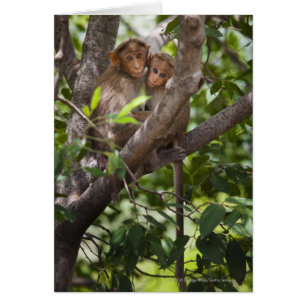 Zwei Affen in einem Baum