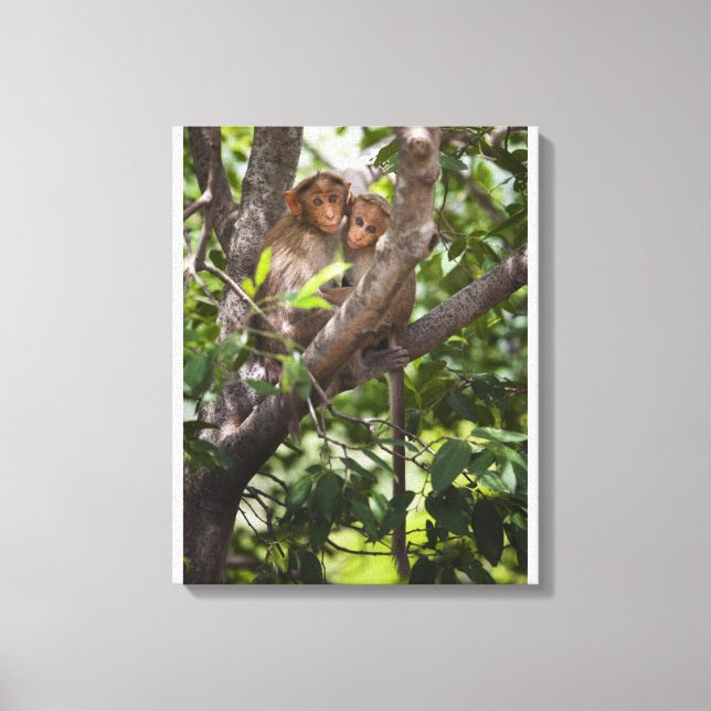 Zwei Affen in einem Baum Leinwanddruck (Vorderseite)