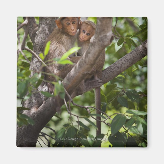 Zwei Affen in einem Baum Magnet (Vorne)