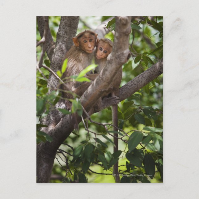 Zwei Affen in einem Baum Postkarte (Vorderseite)