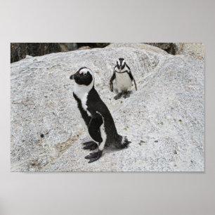 Zwei afrikanische Pinguine, Boulders Beach, Südafr Poster
