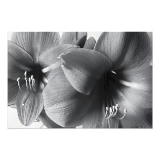 Zwei Amaryllis-Blumen Druck Foto Vergrößerung