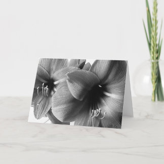Zwei Amaryllis-Blumen Foto Gruß Karte