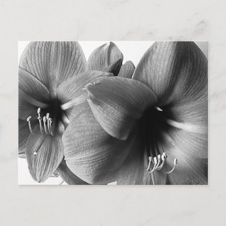 Zwei Amaryllis-Blumen Foto Grußkarte Postkarte