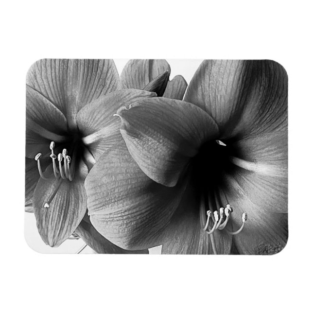 Zwei Amaryllis-Blumen Foto Magnet (Horizontal)