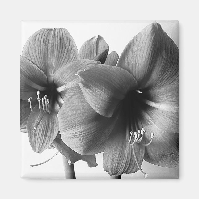 Zwei Amaryllis-Blumen Foto Magnet (Vorne)