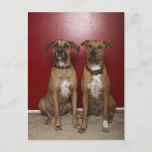 Zwei amerikanische Terrier Postkarte