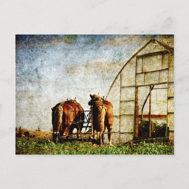 Zwei arbeitsbereite Pferde Postkarte (Vorderseite)