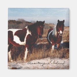 Zwei Assateague Wild Horses - Magnet