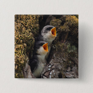 Zwei Baby-Baum-Schwalben Button