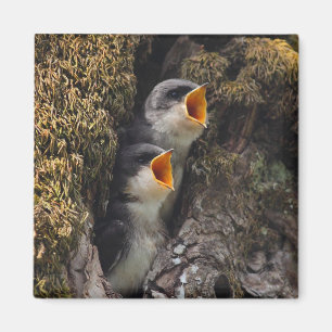 Zwei Baby-Baum-Schwalben Magnet