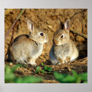 Zwei Baby Bunnies Poster