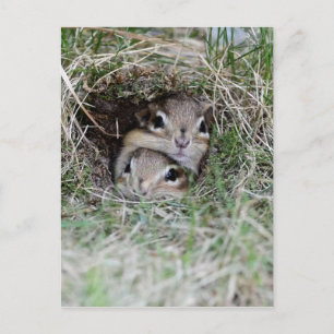 Zwei Baby Chipmunks versuchen aus der Burrow zu ko Postkarte