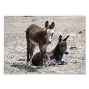 Zwei Baby Donkeys 12x18 Fotodruck