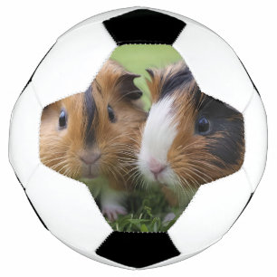 Zwei Baby Tortoiseshell Guinea Schweine, Fußball