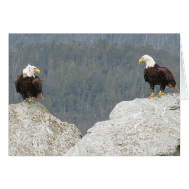 Zwei Bald Eagles (Vorderseite (Horizontal))