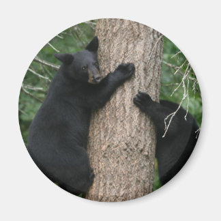 zwei Bären im Baum Magnet