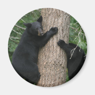 zwei Bären in einem Baum Magnet