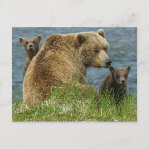 Zwei Bärenjungen mit Mutter am Wasser Postkarte