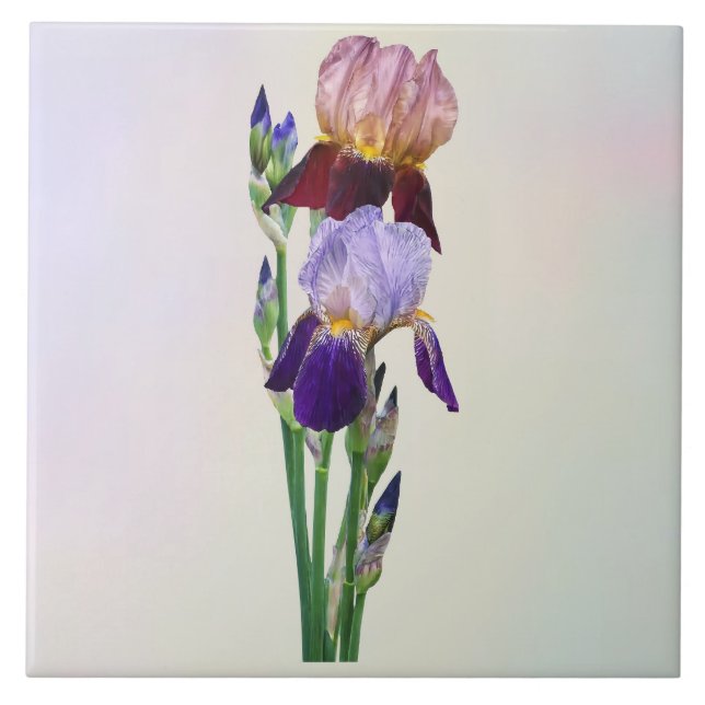 Zwei Bart-Iris Eine Marone Eine Violette Fliese (Vorderseite)