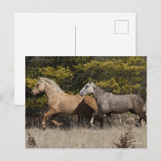 Zwei Bashkir-Curly-Pferde laufen zusammen Postkarte (Vorne/Hinten)