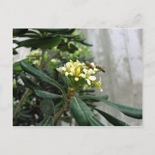 Zwei Bienen Postkarte