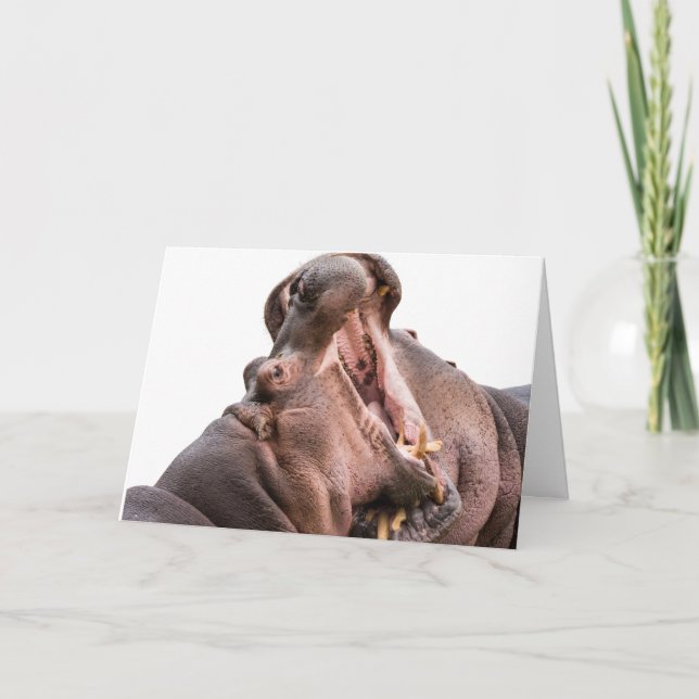 Zwei Big Mouth Hippo Karten (Vorderseite)