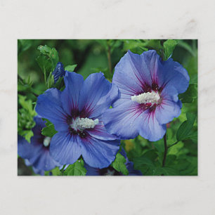 Zwei Blaue Hibiskusblüten auf der Pflanze Postkarte