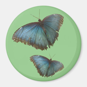 Zwei blaue Morpho Schmetterlinge Kust. BG-Farbmaga Magnet