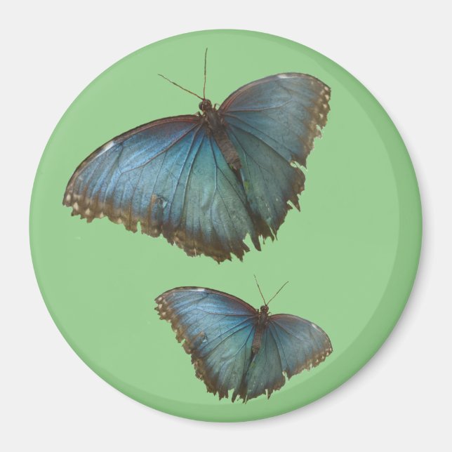 Zwei blaue Morpho Schmetterlinge Kust. BG-Farbmaga Magnet (Vorne)