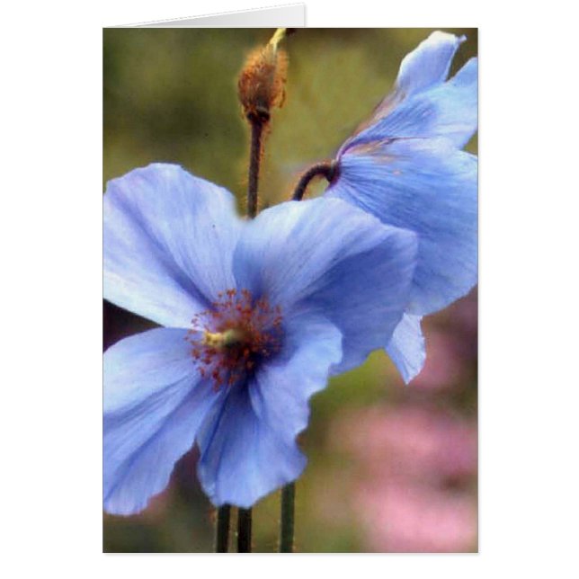 Zwei blaue Pappchen (Vorne)