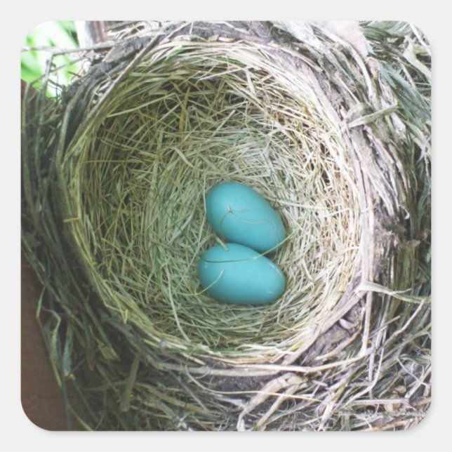 Zwei blaue Robin-Eier im Nest Quadratischer Aufkleber (Vorderseite)