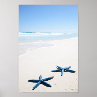 Zwei blaue Seesterne am Rande des Wassers auf trop Poster