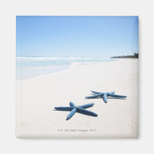 Zwei blaue Starfish am Rand des Wassers auf Magnet