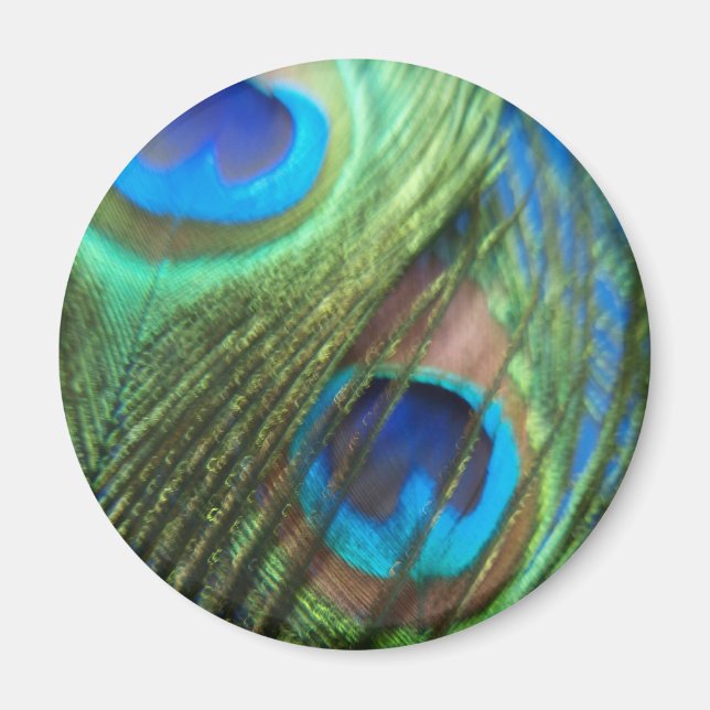 Zwei Blue Peacock Feathers Magnet (Vorne)