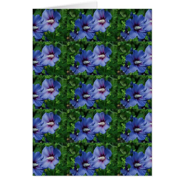 Zwei Blume mit blauem Hibiskus auf Pflanze (Vorne)