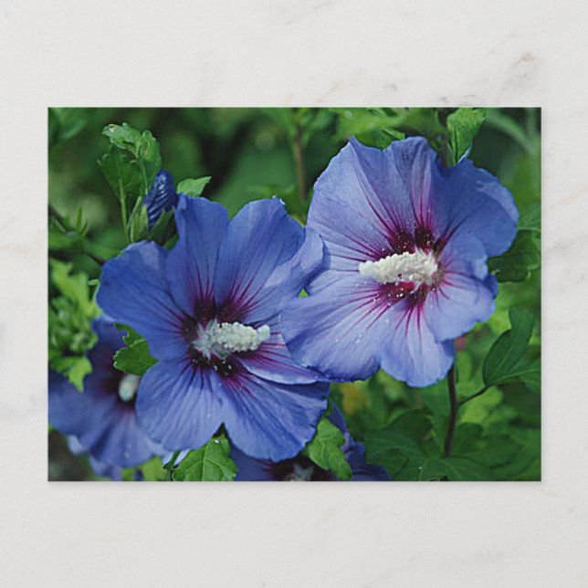 Zwei Blume mit blauem Hibiskus auf Pflanze Postkarte (Vorderseite)