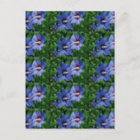 Zwei Blume mit blauem Hibiskus auf Pflanze