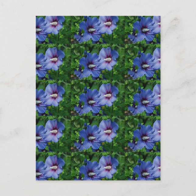 Zwei Blume mit blauem Hibiskus auf Pflanze Postkarte (Vorderseite)