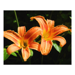 Zwei Blumen Fotodruck